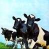 Pink Floyd: Atom Heart Mother